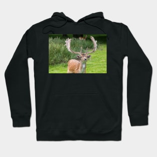 Fallow Deer with Antlers Hoodie